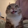 дп