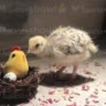 🐓!цыпа•show!🐣