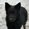 GDD