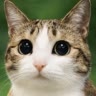 meowl/lily🌈