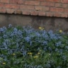 🌸сакура 🌸