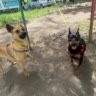 🐕лапу пинчер!🐾