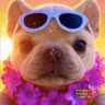 -ⳝᥙᥣᥣdog’᥉I🌈