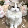 🌸Котик🌸