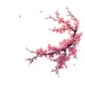 сакура харуно 🌸