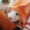 🥶🐁снежка🐁🥶