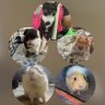 Piggies.Hamster 