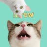 Кошка Мята
